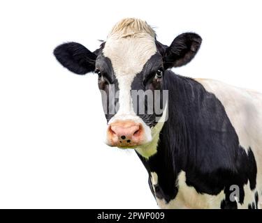 Cut out cow, isolated black and white looking gentle with a pink nose Stock Photo
