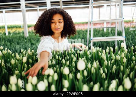Enchanting african american young woman among white tulips in winter garden. Romantic darkskinned girl strokes fresh flowers with her hands. Rows of c Stock Photo