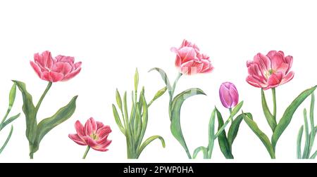 Floral seamless horizontal border with pink tulips, daffodils isolated on white background. Panoramic spring illustration for fabric, wrapping Stock Photo