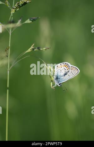 Vertical image of a silver studded blue butterfly on a plant Stock Photo