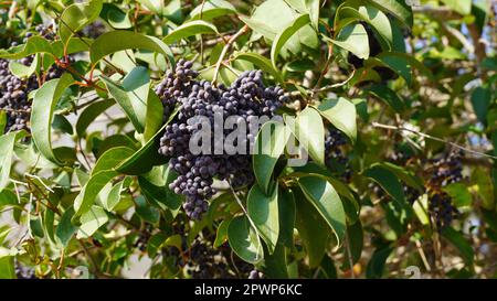 Berries on a bush of the wild Privet or Ligustrum vulgare in the sun, common privet berries Stock Photo