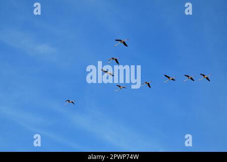 A flock of pink flamingos flying in a wedge against an azure sky on a May afternoon over Italy's Po River.