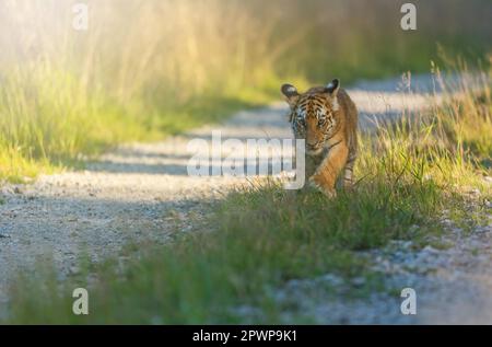 Bengal tiger cub is walking  towards the camera on a forest road in sunny day. Horizontally. Stock Photo