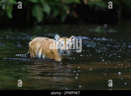 Cub of Bengal tiger is walking in the river looking at the camera.  Horizontally. Stock Photo