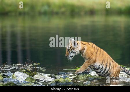 Bengal tiger cub is posing with half of his body in the lake Horizontally. Stock Photo