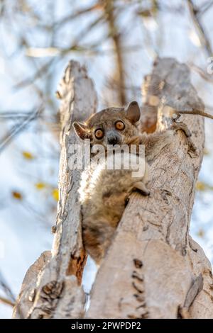 Red-tailed sportive lemur (Lepilemur ruficaudatus), Nocturnal species of endangered endemic animal hanged on tree trunk in Kirindy Forest, Madagascar Stock Photo