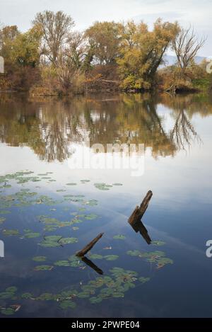 sunken logs on a lake Stock Photo