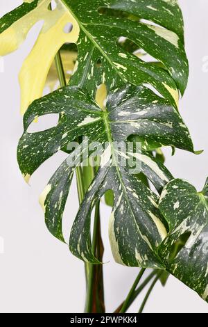 Sprinkled leaf of variegated tropical 'Monstera Deliciosa Thai Constellation' houseplant with fenestration Stock Photo