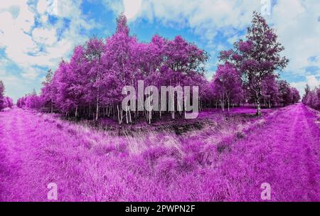 Beautiful pink and purple infrared panorama of a countryside landscape with a blue sky. Stock Photo