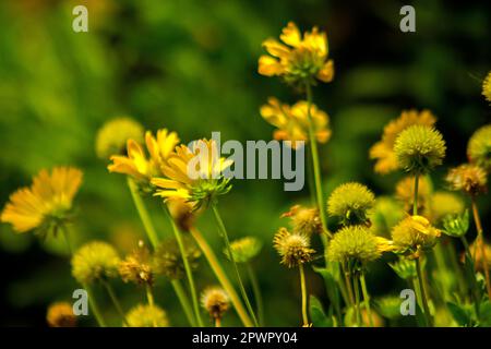 Dahlberg daisy in nature Stock Photo