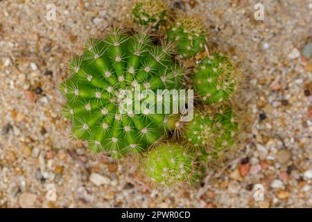 Echinopsis calochlora is a cactus. Popular in farming. Stock Photo