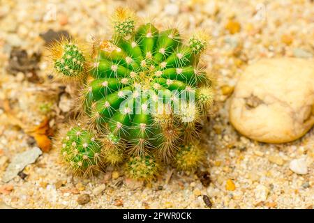 Echinopsis calochlora is a cactus. Popular in farming. Stock Photo