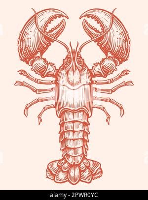 Crayfish, seafood vector. Crustacean aquatic animal, lobster in vintage engraving style. Sketch illustration Stock Vector