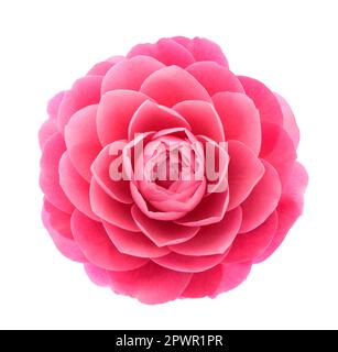 Pink Camellia  flower isolated on white background Stock Photo