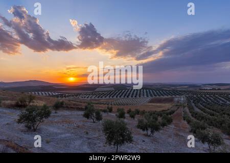 typical Andalusian landscape during sunset, Spain Stock Photo