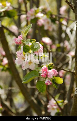 Blossom from an apple tree on display in the Spring month of May in portrait Stock Photo