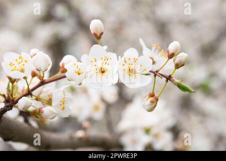 Blooming apple tree on a blurred natural background. Selective focus. High quality photo Stock Photo