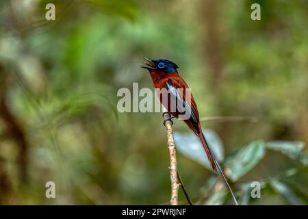 Beautiful bird Malagasy paradise flycatcher (Terpsiphone mutata), Male in rain forest, endemic species of bird in the family Monarchidae. Andasibe-Man Stock Photo