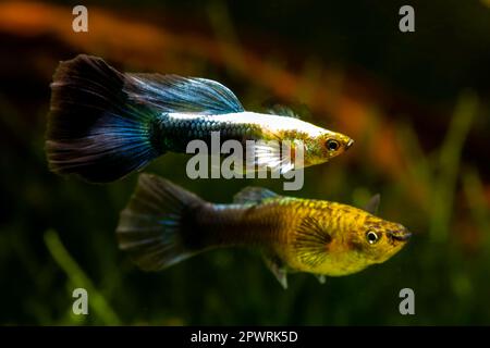 Guppies in blue and black tails, and shiny yellow upper body Stock Photo