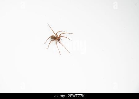 Common house spider in bath tub Stock Photo