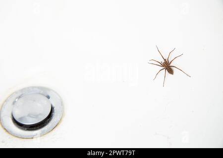 Common house spider in bath tub Stock Photo