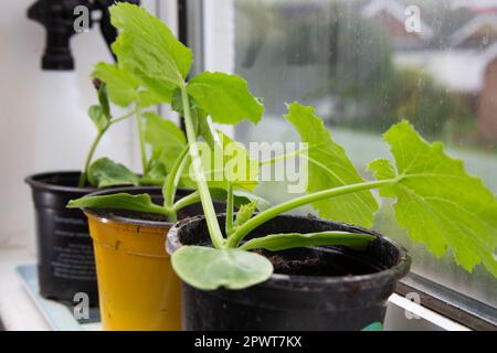 Courgette plants growing in a windowsill Stock Photo