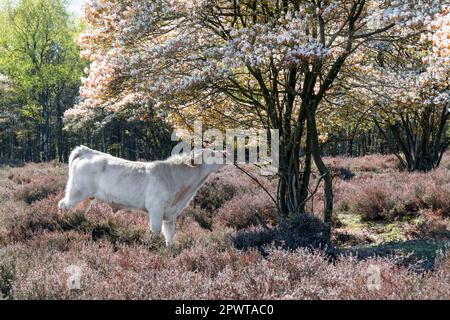Charolais cow, bull eating from flowers of juneberry or snowy mespilus, Amelanchier lamarkii, in spring, Netherlands Stock Photo