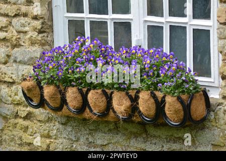 Decorative window box made from iron horseshoes filled with purple violas in the sunlight Stock Photo
