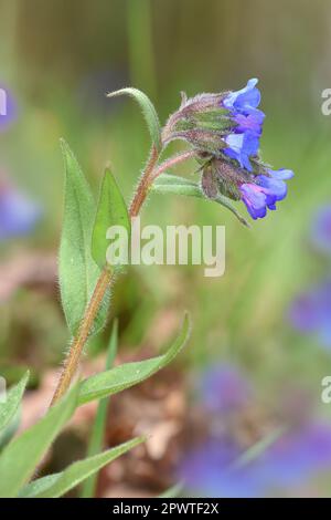 Narrow-leaved Lungwort - Pulmonaria longifolia Stock Photo