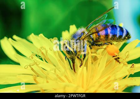 Bee, covered in pollen, collects nectar from the flower. Macrophotograph. Closeup Stock Photo