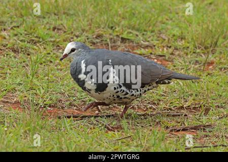 Wonga Pigeon (Leucosarcia melanoleuca) adult walking on short grass  south-east Queensland, Australia.     March Stock Photo