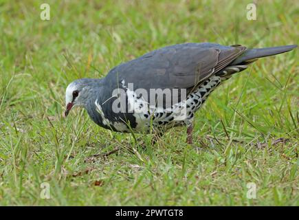 Wonga Pigeon (Leucosarcia melanoleuca) adult foraging on short grass  south-east Queensland, Australia.     March Stock Photo