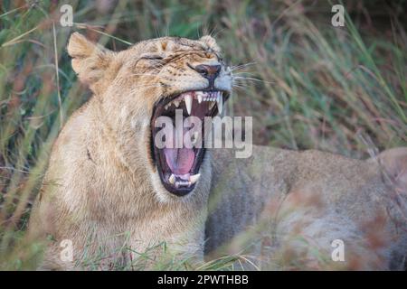 Side on, close up Portrait of a male lion with dark mane yawning,  exposing huge fangs Stock Photo