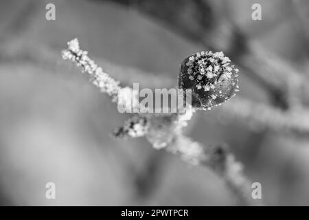 Ice crystals on a rose hip fruit in black and white. It created a textured and bizarre shapes. Winter shot from nature Stock Photo