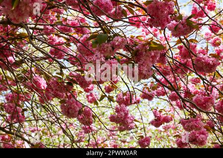 Cherry blossom branches laden with pink flowers blooming during Spring Sakura season in Herbert Park, Dublin, Ireland Stock Photo