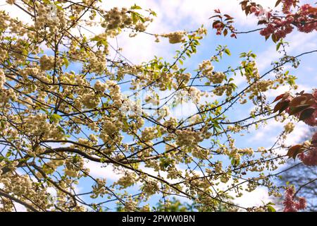 Cherry blossom tree branches, draped overhead and in full Spring bloom, against blue sky. Herbert Park, Dublin, Ireland Stock Photo