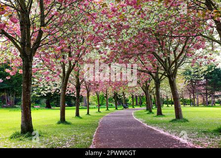 Cherry Blossom trees in full bloom along path through Herbert Park, Dublin, Ireland. Beautiful pink and white flowers during Spring Sakura season. Stock Photo