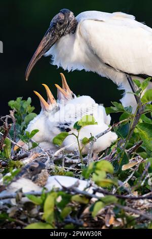 Hungry chicks open mouths to parent wood stork in tree nest at Wakodahatchee Wetlands,  Florida, USA Stock Photo