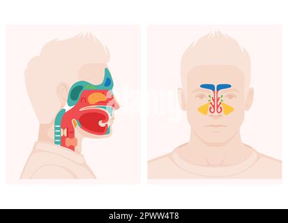 Nose anatomy cross section diagram showing soft palate paranasal sinuses elements flat vector illustration Stock Vector