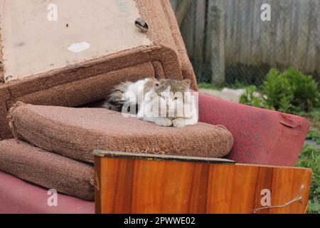 Pink soft old sofa as trash and stray tabby cat with one ear lying down on old pillows on dump. Washed up things, getting rid of old stuff. Damaged th Stock Photo