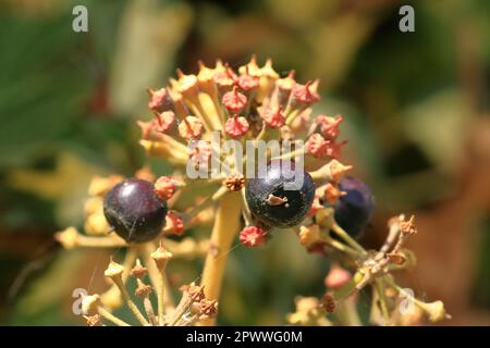 some Purple ripe berries of common ivy Stock Photo