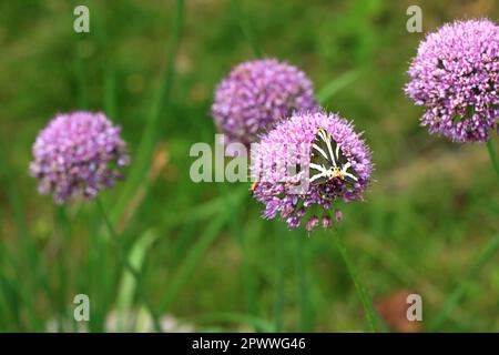 Insects on Flower Head of an Allium flower (Allium lusitanicum) Stock Photo