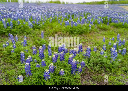 Bluebonnet (Lupines) in Muleshoe Bend Recreation Area, Spicewood, Texas. Stock Photo