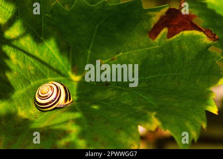 snail on leaf in the sun Stock Photo