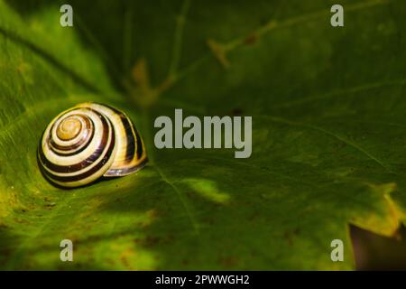 snail on leaf in the sun Stock Photo