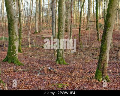 Forest trees in autumn with dry leaves on the ground. Low angle landscape of many tree trunks in a wood land or the woods during fall season. Old bark Stock Photo