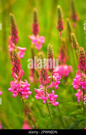 Beautiful pink green spring nature. Close up of a common sainfoin (onobrychis viciifolia) flower in bloom. Photo with a shallow depth of field. Stock Photo