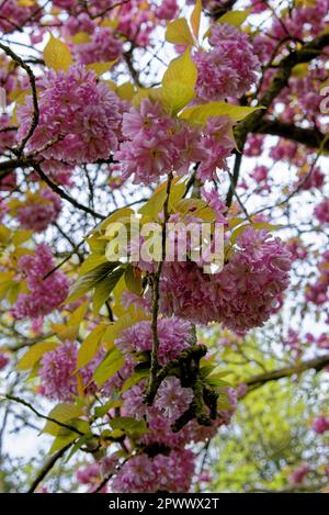 Oriental Cherry Blossom in Spring Time (Prunus Serrulata Kwanzan) - Prunus blossom flowers in full bloom during spring Stock Photo