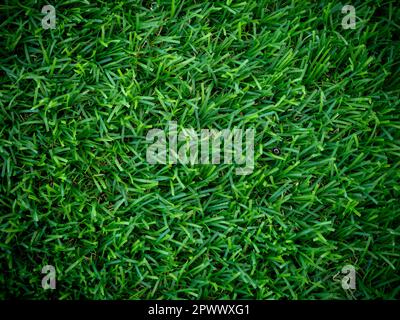 artificial green grass using for background or texture Stock Photo
