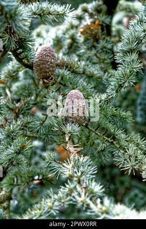 Close-up of pine tree needles and cones - Christmas decoration background - Pine tree branches with needles and cones Stock Photo